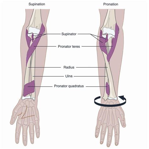 Supinator And Pronator Muscles