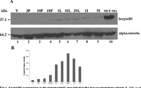 Figure 2 From Egfr Signaling Regulates Maspinserpinb5 Phosphorylation