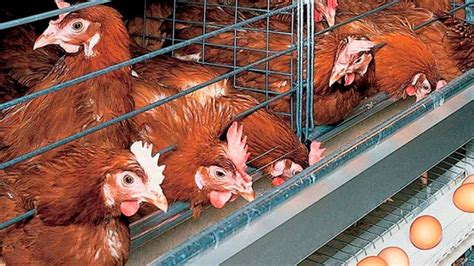 Gripe Aviar Monitorean Granjas Y Casi Millones De Aves En El Rea