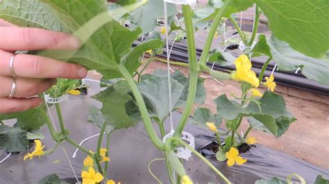 How To Prune Cucumber Plants For Best Productions Youtube