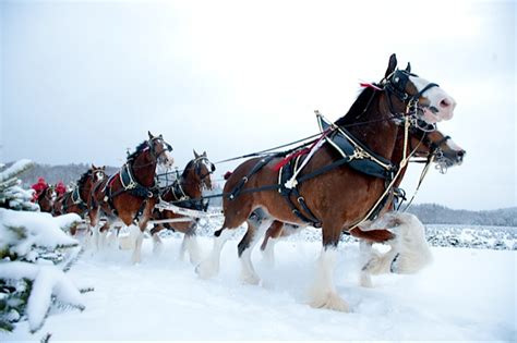 🔥 [50+] Budweiser Clydesdales Wallpapers | WallpaperSafari