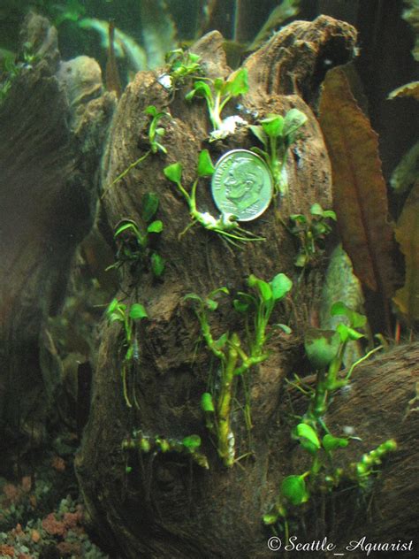 Anubias petite emersed to submersed | The Planted Tank Forum