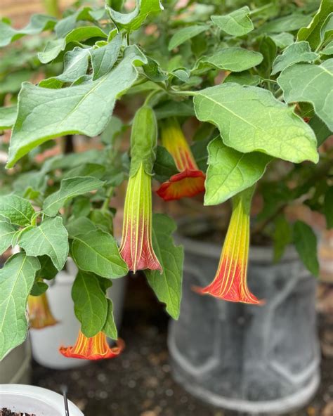 50 Deadly Plants Hiding in Your Backyard - Planted Shack