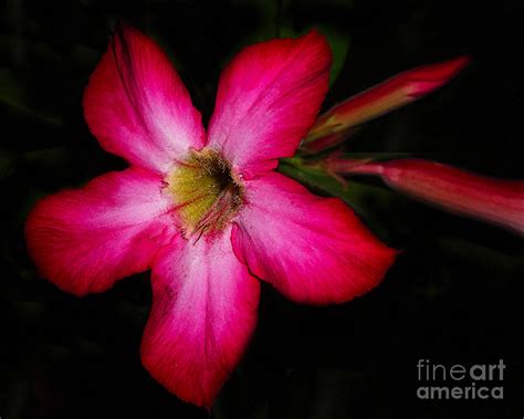 New Guinie Impatient Photograph By Merton Allen Pixels