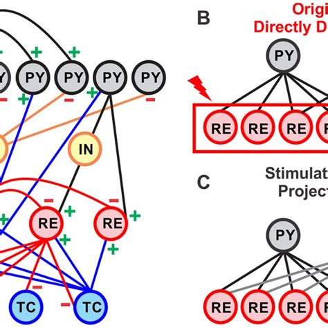 Network Geometry And Altered Projections Of Thalamocortical Model A Download Scientific