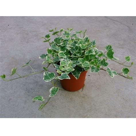 Hedera Helix White Wonder Variegated Ivy Pack Of Three