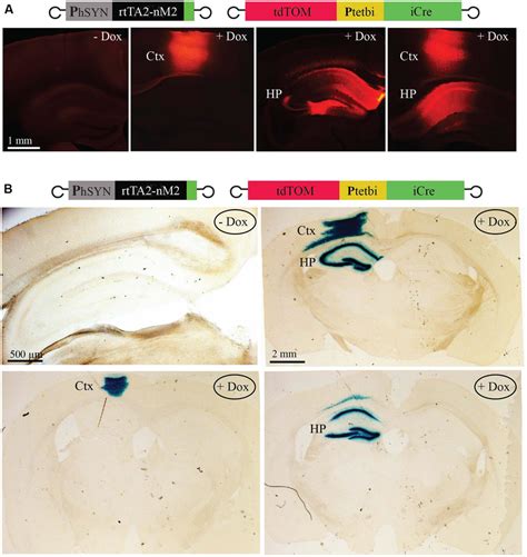 Inducible Cre Loxp Mediated Gene Recombination A With Precisely