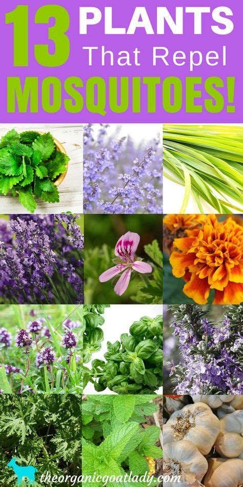 13 Plants That Repel Mosquitoes The Organic Goat Lady Mosquito Repelling Plants Mosquito