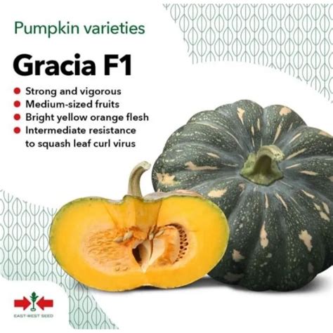 Gracia F Seeds Hynrid Calabasa Na Batik By East West Seeds It S A