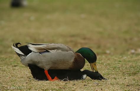 Mating Ducks On Land It S The Mating Season For Ducks T Flickr