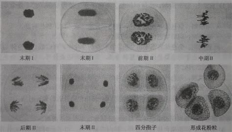 拓展 如何通过观察减数分裂过程中各分裂相 深刻认识减数分裂的动态过程