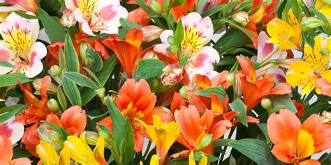 Alstroemeria Significado Y Cuidados Lirio De Los Incas Interflora