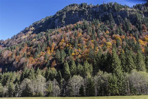 Bergwald Herbstwald Alpen Allgäuer Kostenloses Foto auf Pixabay Pixabay