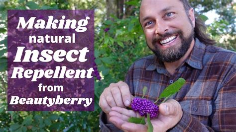 Making Natural Insect Repellent From Beautyberry Beautyberry Juice Youtube