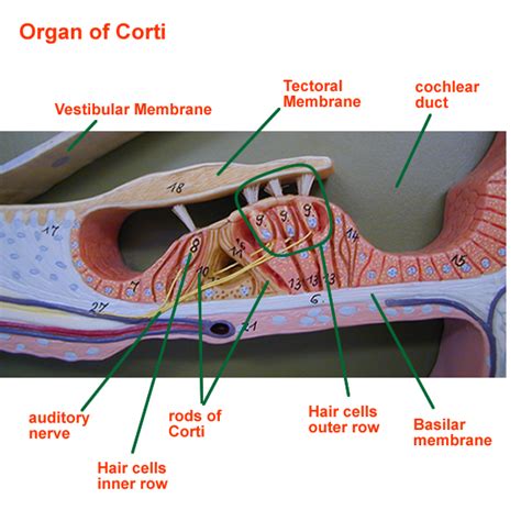 Organ of Corti | Human anatomy and physiology, Ear anatomy, Human body ...
