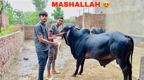 Qurbani Ka Janwar Khareed Liya 😍 Mashallah Mavii Pendu Youtube