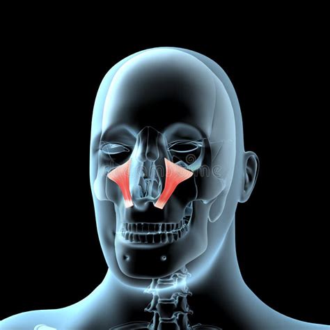 3d Illustration Of The Levator Scapulae Muscles Anatomical Position On Xray Body Stock