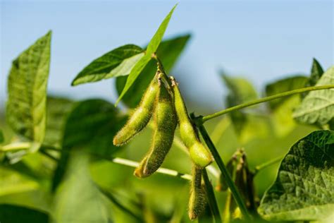 Soybean How To Grow Harvest Use Plantura