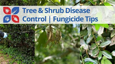 Tree And Shrub Disease Control Fungicide Tips Youtube