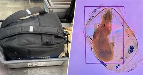 Dog Sent Through X Ray Machine At Airport 2 Weeks After Cat Found In