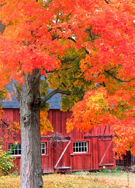 Hill Stead Red Barn In Fall Jack Mcconnell Photography