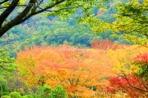 【秋の紅葉風景】の画像素材31686361 写真素材ならイメージナビ