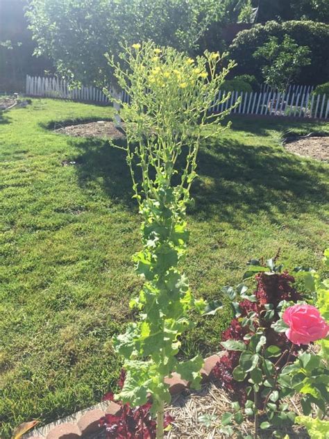 Category Lettuce The Daily Garden