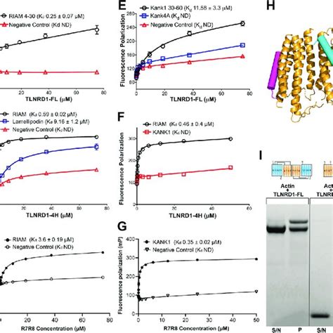 Tlnrd And Talin R R Both Bind Ld Motif Proteins And Actin A