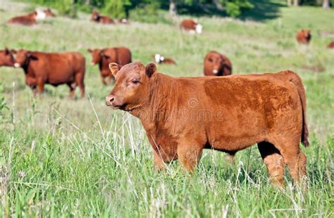 Red Angus bull calf stock image. Image of beef, field - 25292803