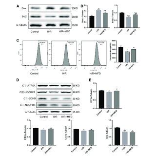 Mefunidone Reduced H R Induced Mitochondrial Damage And Complex And