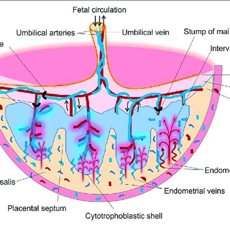 Targeted Drug Delivery Systems And Human Ex Vivo Placenta Perfusion Download Scientific Diagram