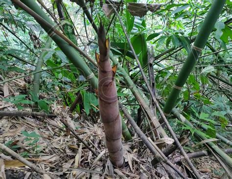 Image Of Baby Bamboo Plant Growing Photo From Arunachal Pradesh North