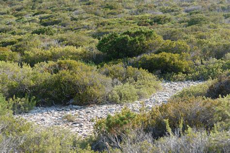 Garrigue