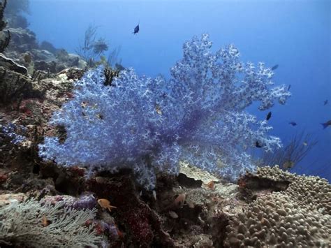 Magnifiques Photos Des R Cifs Coralliens En Danger Dans Le Monde