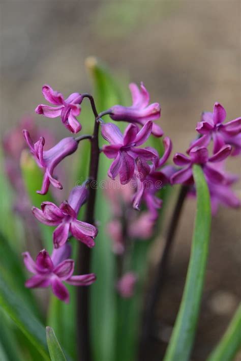 Hyacinth Variety Woodstock Blooms In A Garden Stock Photo Image Of