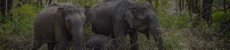 Bandipur Safari Jungle Safari Packages In Mysore Safari Quest