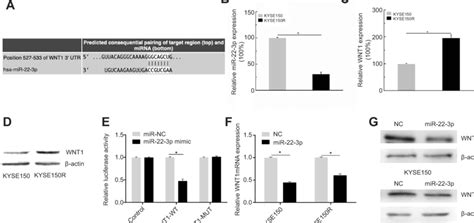 Overexpression Of Mir P Inhibits Wnt Expression A Targetscan