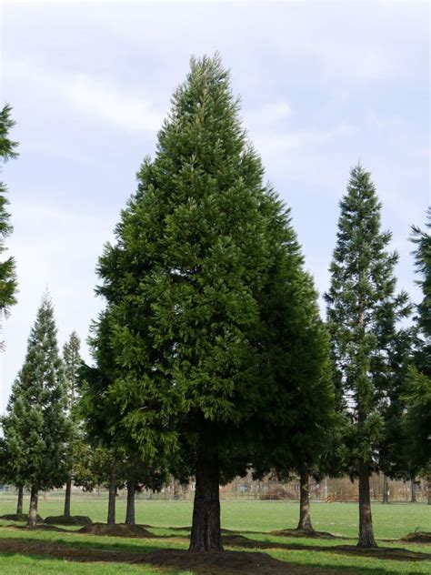 Sequoiadendron Giganteum Taxodiaceae Van Den Berk Nurseries