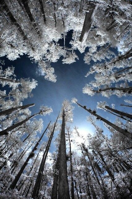 Snowy Trees Looking Up Nature Photography Landscape Photography