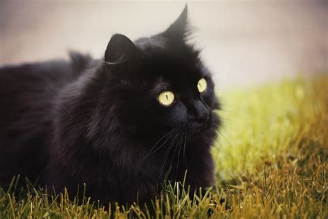 Chantilly Tiffany Cat (Black): Things to know About Chantilly Cats