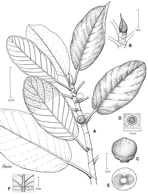 Ficus Turrialbana A Ejemplar Principal B Yema Foliar Terminal