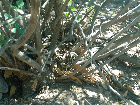 Black Necked Garter Snake From San Rafael 31680 Guerrero Chih