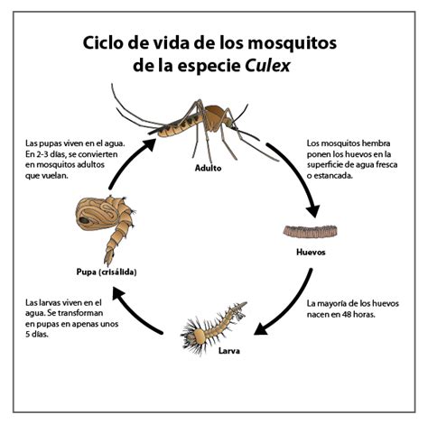 Preocupación por la fiebre del oropouche otro de los virus