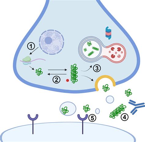 Chemical Disaggregation Of Alpha Synuclein Fibrils As A Therapy For