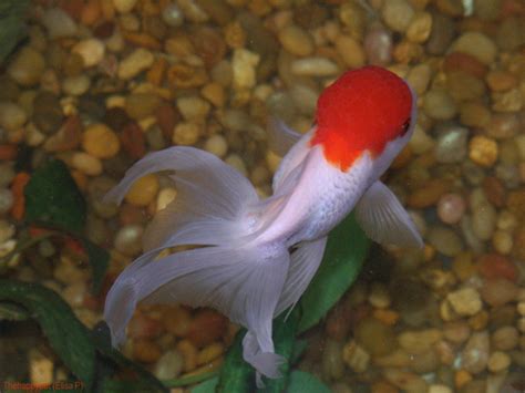 Red Cap Oranda By Thehappypet On Deviantart