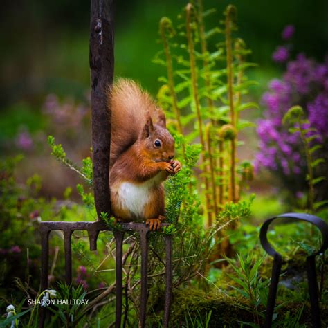 Red Squirrel Photography / Red squirrels Scotland