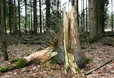 stock photo  broken tree