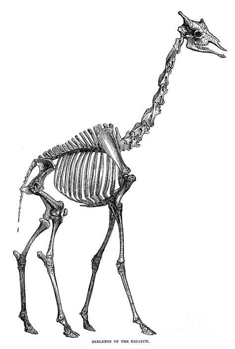 Giraffe Skeleton Photograph by Granger