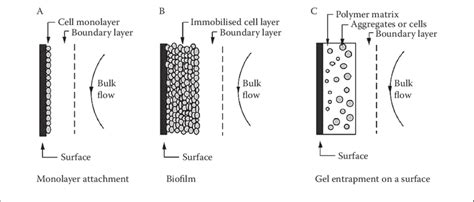 2 Cell Immobilization By Adsorption Attachment To A Surface A