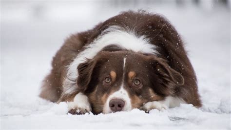 Comment Savoir Si Votre Chien A Froid Voici Les Signes Qui Doivent